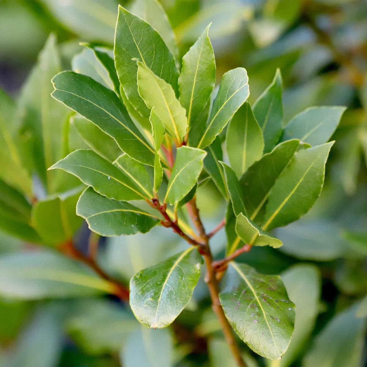 Green boutiQ - Plant op Stam - Laurus nobilis - Terras Plant - Bladhoudend - Winterhard - Groen Blad - Pot 19cm Hoogte 90cm