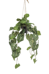 Anthurium Clarinervium - 80 cm - kunstpflanze