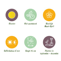 Green boutiQ - Bloembollen - Narcis Yellow - Kleur Geel - 40 stuks - Bolmaat 10/12