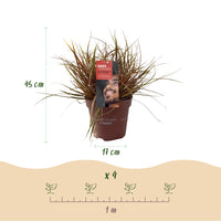 Green boutiQ - Siergrassen - Uncinia rubra Everflame  - Rood - 4 Planten - Bladhoudend - Weinig Onderhoud - Pot 17cm Hoogte 50cm