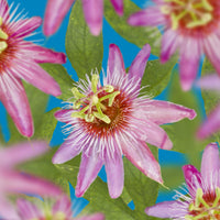 Green boutiQ - Passiebloem - Passiflora Anastasia  - Bloem Roze - Weinig onderhoud - 2 planten - Pot 11cm Hoogte 40cm