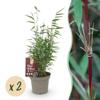 Green boutiQ - Bamboe - Fargesia Red Dragon - Groen - 2 Planten - Bladhoudend - Niet Woekerend- Pot 14cm Hoogte 35cm