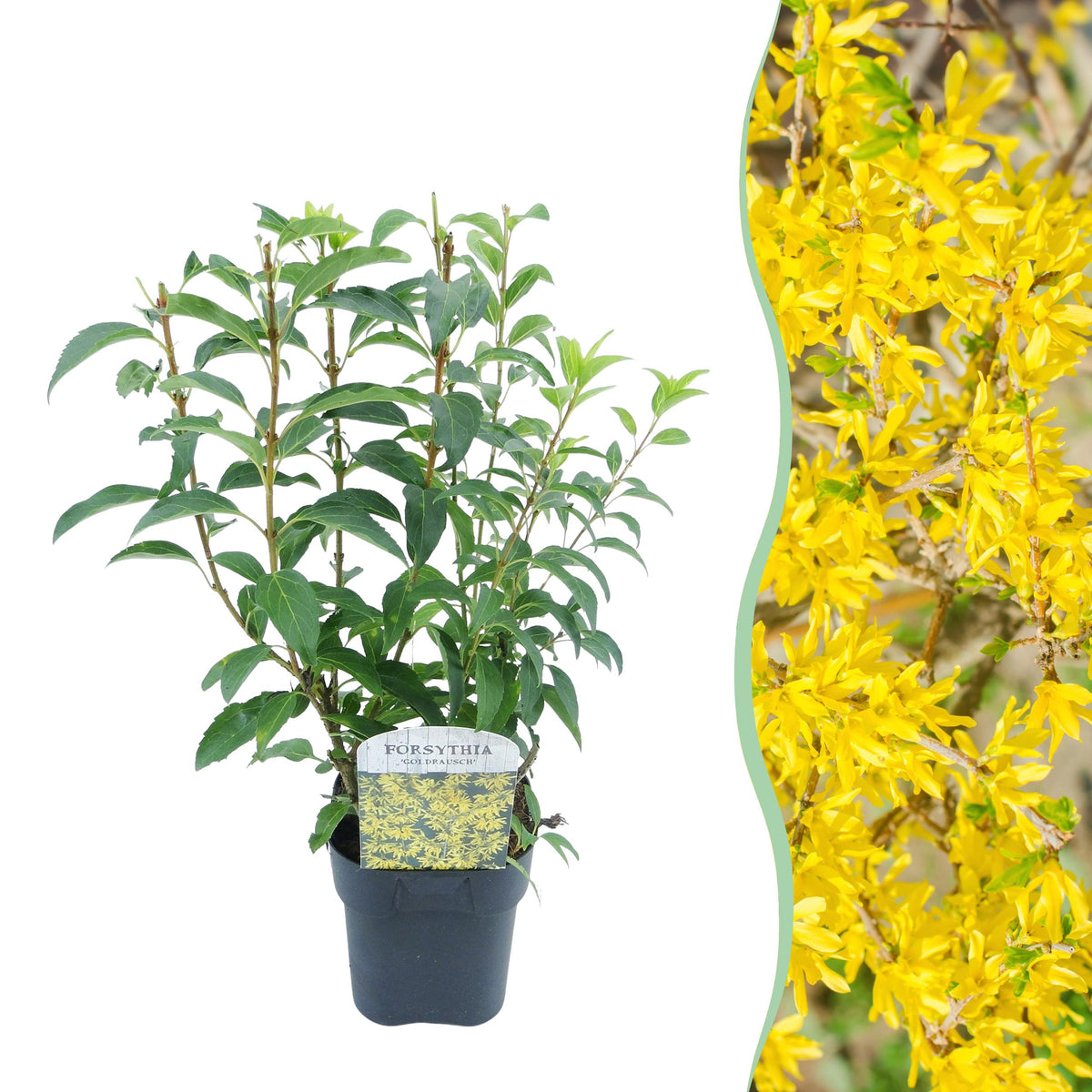 Green boutiQ - Heesters - Forsythia intermedia Goldrauch  - Bloem Geel - 1 Plant - Bladverliezend - Weinig Onderhoud - Pot 17cm Hoogte 45cm