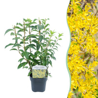 Green boutiQ - Heesters - Forsythia intermedia Goldrauch  - Bloem Geel - 1 Plant - Bladverliezend - Weinig Onderhoud - Pot 17cm Hoogte 45cm