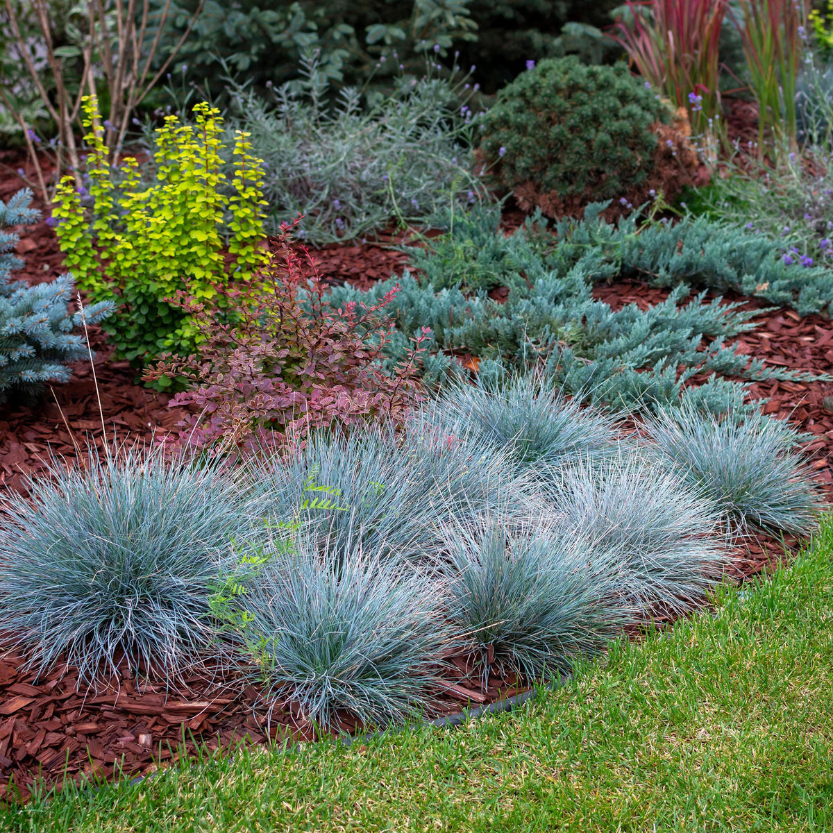 Green boutiQ - Siergrassen - Festuca glauca Intense Blue  - Blauw - 1 Plant - Groenblijvend - Winterhard - Pot 17cm Hoogte 50cm