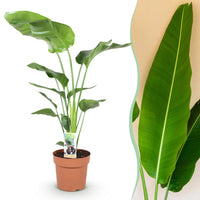 Green BoutiQ - Green is... Kamerplanten - Stelitzia Nicolai - Paradijsvogelbloem - Weinig onderhoud - Groen - 1 Plant - Pot 21cm - Hoogte 110-120cm