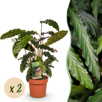 Green BoutiQ - Green is... Kamerplanten - Calathea Rufibarba - Pauwen plant - Weinig onderhoud - Groen - 2 Planten - Pot 17cm - Hoogte 55-60cm