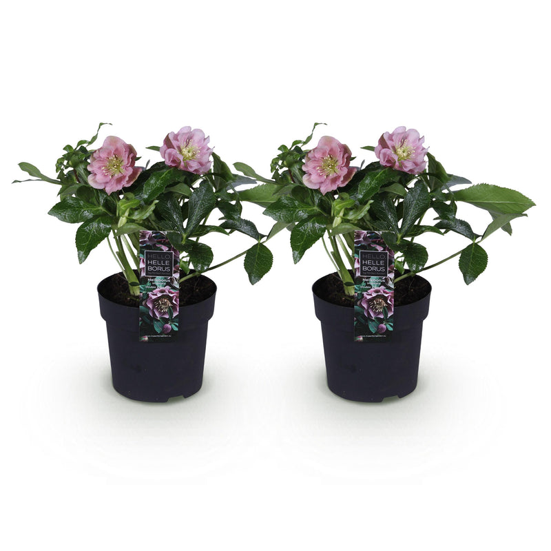 Green boutiQ - Tuinplant - Lenten Rose - Helleborus orientalis Double Ellen Pink - Roze Bloem -2 Planten - Groenblijvend - Pot 14cm Hoogte 35cm
