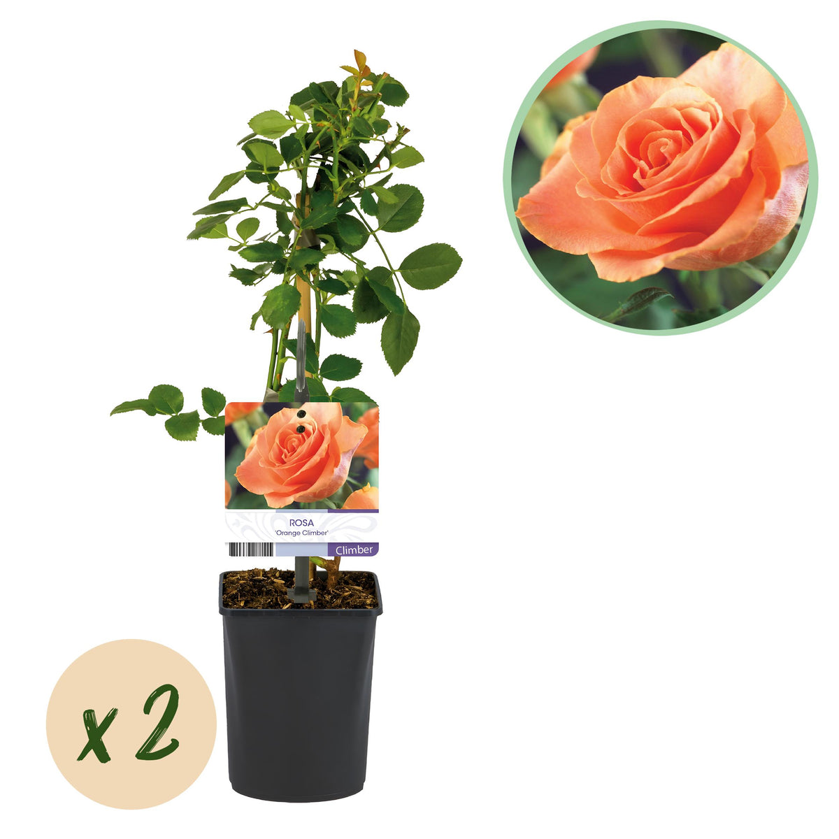 Green boutiQ - Klimroos - Rosa Orange Climber - Bloem Oranje - Weinig onderhoud - 2 planten - Pot 11cm Hoogte 40cm
