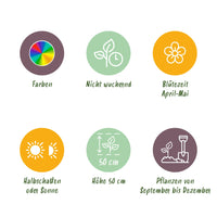 Green boutiQ - Bloembollen - Tulp Triumph mix - Diversen kleuren - 15 stuks - Bolmaat 11/12 - XXL Pack