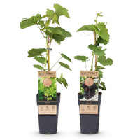 Green boutiQ - Fruitplant - Paarse & Witte Druif -  Vitis vinifera Vanessa & Himrod  - Pitloos - 2 planten - Pot 15cm Hoogte 50cm