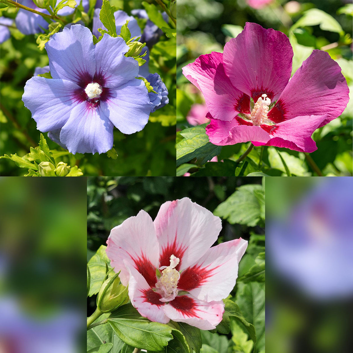 Green boutiQ - Plant op Stam - Hibiscus syriacus Tricolour  - Terras Plant - Bladverliezend - Winterhard - Witte, Roze, Paarse Bloem - Pot 19cm Hoogte 90cm