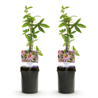 Green boutiQ - Passiebloem - Passiflora Anastasia  - Bloem Roze - Weinig onderhoud - 2 planten - Pot 11cm Hoogte 40cm