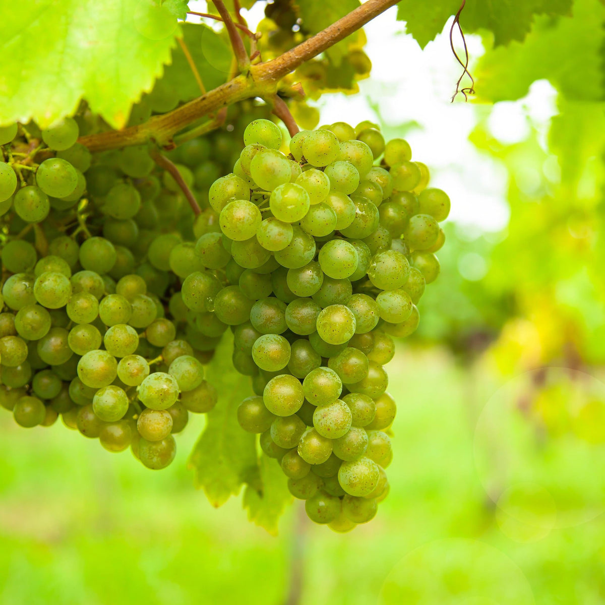 Green boutiQ - Fruitplant - Witte Druif - Vitis vinifera Vroege van der Laan - 2 planten - Pot 15cm Hoogte 50cm