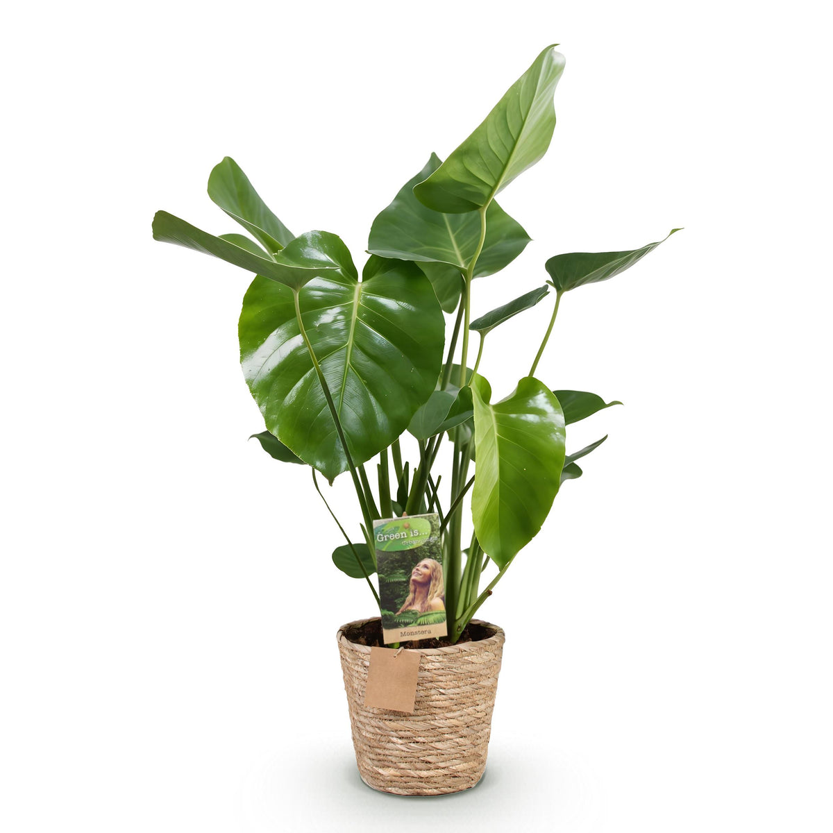 Green BoutiQ - Green is... Kamerplanten - Monstera Deliciosa - Gatenplant - Weinig onderhoud - met mand - Groen - 1 Plant - Pot 17cm - Hoogte 50-55cm