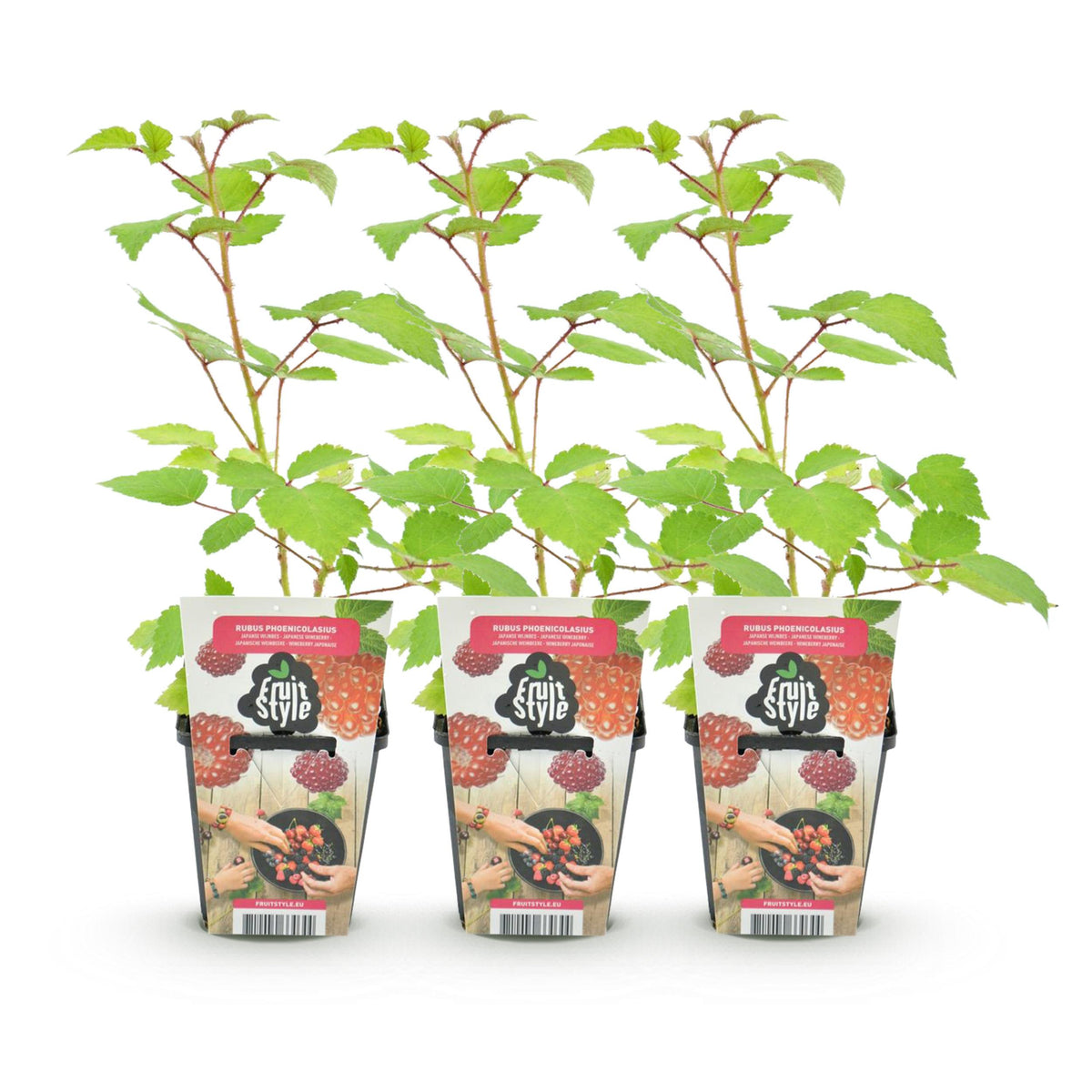 Green boutiQ - Fruitplanten - Japanse Wijnbes - Rubus Phoenicolasius - Winterhard - 3 Planten - Pot 9 cm - Rode Bes