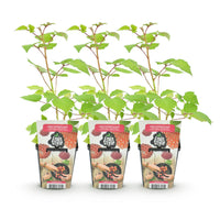 Green boutiQ - Fruitplanten - Japanse Wijnbes - Rubus Phoenicolasius - Winterhard - 3 Planten - Pot 9 cm - Rode Bes