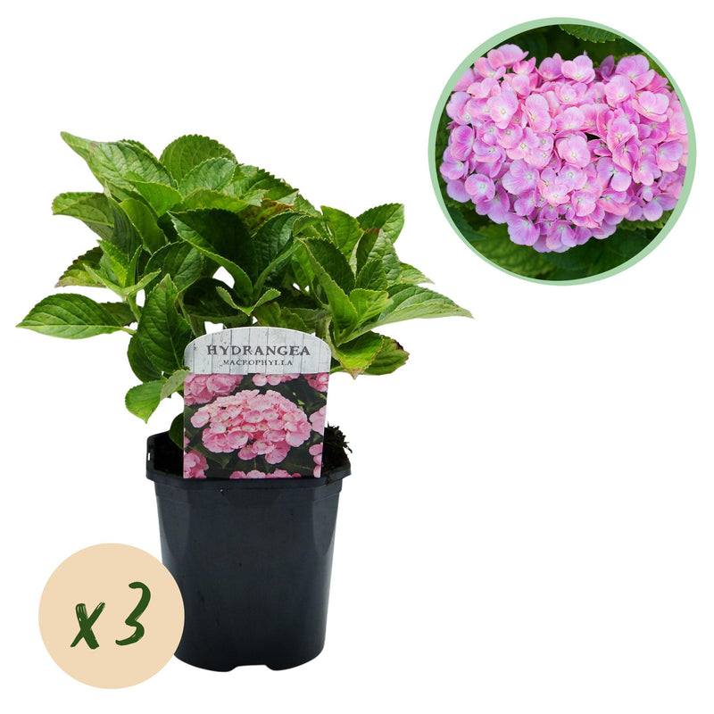 Green boutiQ - Hortensia - Hydrangea macrophylla Pink - Bloem Roze - 3 Planten - 1 m2 - Bladverliezend - Weinig Onderhoud - Pot 17cm Hoogte 30cm