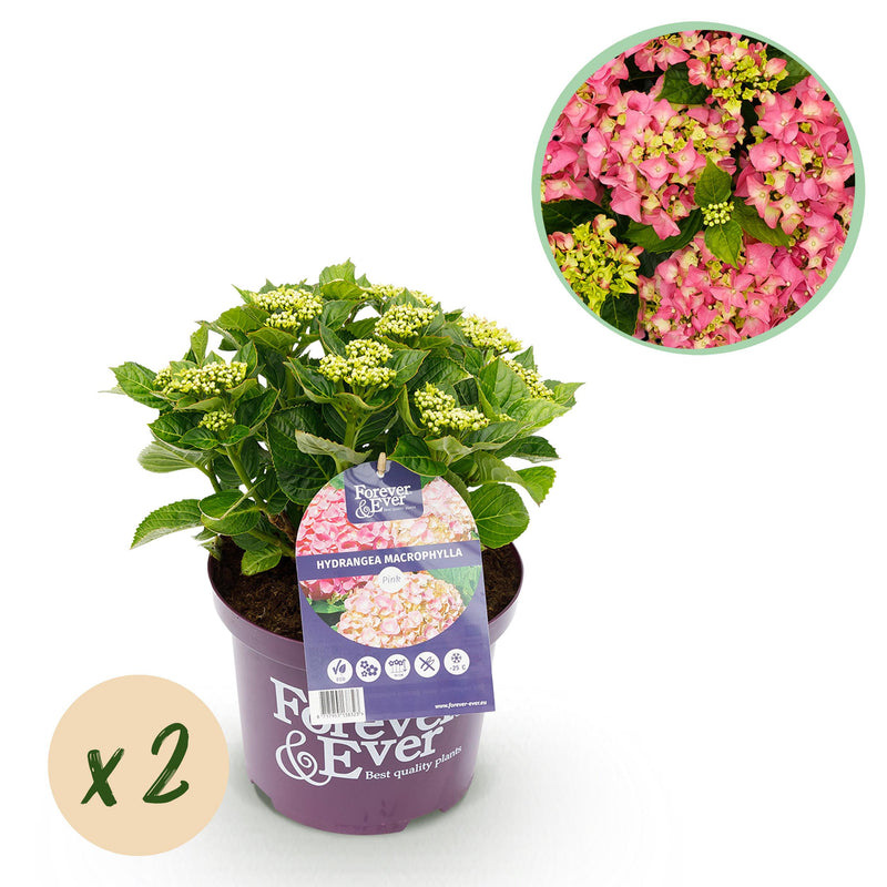 Green boutiQ - Terrasplant - Hortensia - Hydrangea Forever & Ever - Roze - 7-12 Bloemen - 2 Planten - Pot 23cm Hoogte 55cm