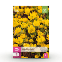 Green boutiQ - Bloembollen - Eranthis Cilicica - Kleur Geel - 25 stuks - Bolmaat 4/5 - XXL Pack