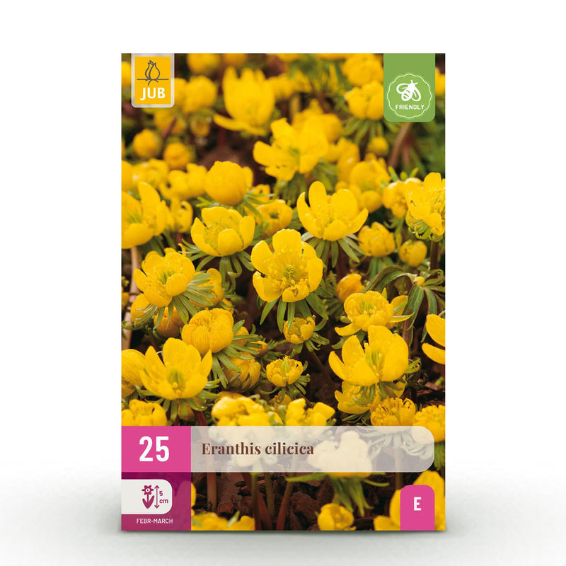 Green boutiQ - Bloembollen - Eranthis Cilicica - Kleur Geel - 25 stuks - Bolmaat 4/5 - XXL Pack