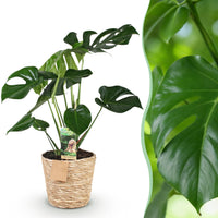 Green BoutiQ - Green is... Kamerplanten - Monstera Deliciosa - Gatenplant - Weinig onderhoud - met mand - Groen - 1 Plant - Pot 21cm - Hoogte 70-80cm