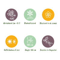 Green boutiQ - Terrasplant - Hortensia - Hydrangea Forever & Ever - Blauw - 7-12 Bloemen - Pot 23cm Hoogte 55cm