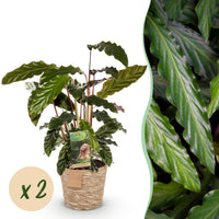 Green BoutiQ - Green is... Kamerplanten - Calathea Rufibarba - Pauwen plant - Weinig onderhoud - met mand - Groen - 2 Planten - Pot 17cm - Hoogte 55-60cm
