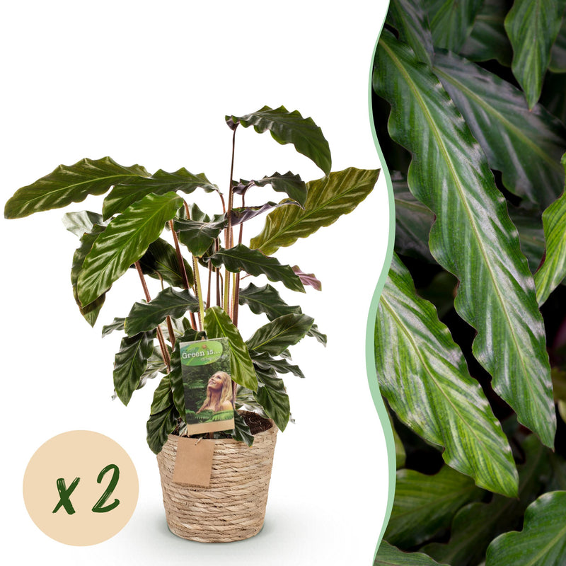 Green BoutiQ - Green is... Kamerplanten - Calathea Rufibarba - Pauwen plant - Weinig onderhoud - met mand - Groen - 2 Planten - Pot 17cm - Hoogte 55-60cm