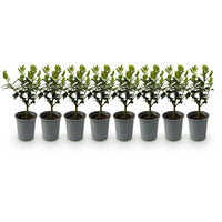 Green boutiQ - Haagplanten - Ilex Blue maid- blad groen - 8 planten - 1 strekkende meter - groenblijvend - pot 9cm hoogte 25-30cm