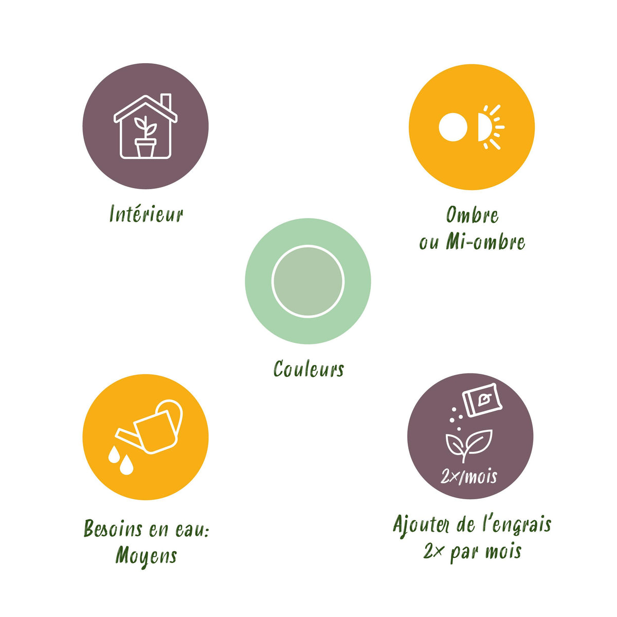 Green BoutiQ - Green is... Kamerplanten - Aglaonema Silver Bay - Zilverblad - Weinig onderhoud - Groen - 1 Plant - Pot 17cm - Hoogte 70-75cm