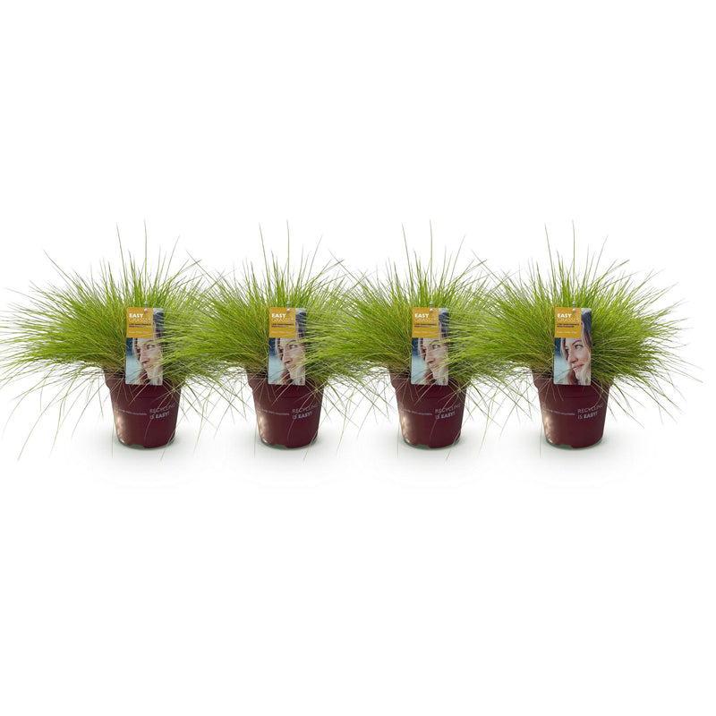 Green boutiQ - Siergrassen - Festuca glauca Golden Toupee - Geel - 4 Planten - Bladhoudend - Weinig Onderhoud - Pot 17cm Hoogte 50cm