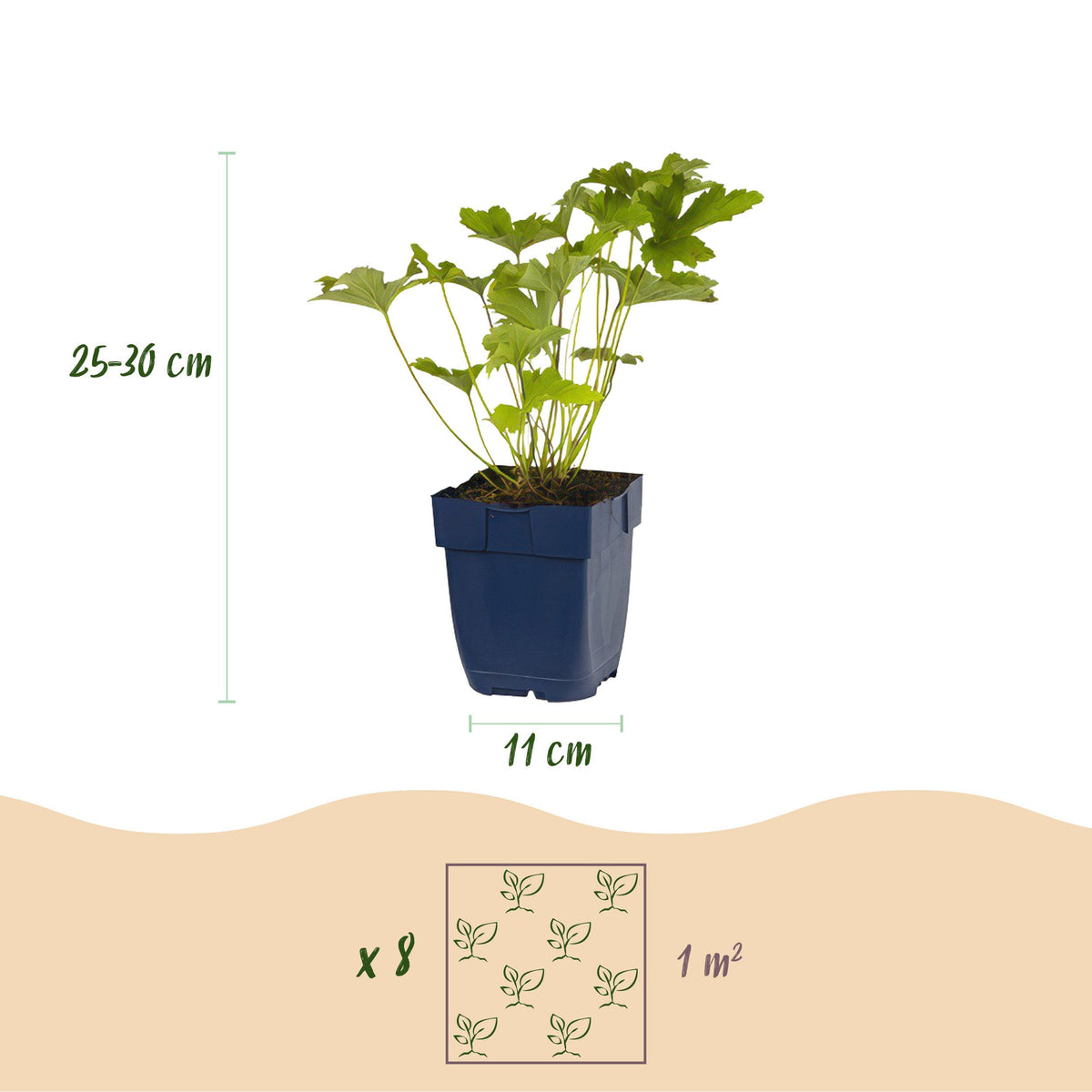 Green boutiQ - Borderpakket - Schaduw - 8 Vaste planten - 1 m2 - Diversen kleuren - Weinig Onderhoud - Pot 11cm