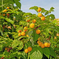 Green boutiQ - Fruitplant - Framboos - Rubus idaeus Fallgold  - Gele Framboos - 2 planten -  Pot 11cm Hoogte 40cm