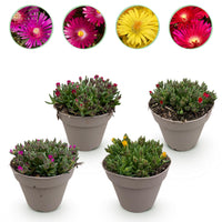 Green boutiQ - Bodembekker - Winterhard - Delosperma - 4 Planten - Kleuren Rood - Geel - Paars - Roze - Weinig Onderhoud - Pot 14 Hoogte 17