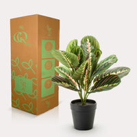 Kunstplant - Marantha Fascinator - 10 gebodenplant - 30 cm