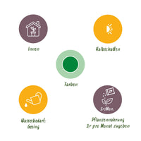 Green BoutiQ - Green is... Kamerplanten - Dracaena surculosa - Drakenbloedboom - Weinig onderhoud - met mand - Groen - 1 Plant - Pot 17cm - Hoogte 60-70cm