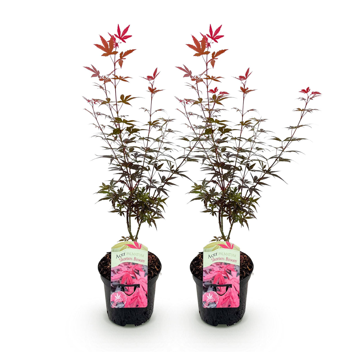 Green boutiQ - Terrasplant - Japanse Esdoorn - Acer palmatum Skeetsers Broom - Paars - 2 Planten - Bladverliezend - Pot 19cm Hoogte 70cm