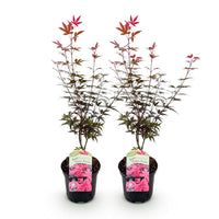 Green boutiQ - Terrasplant - Japanse Esdoorn - Acer palmatum Skeetsers Broom - Paars - 2 Planten - Bladverliezend - Pot 19cm Hoogte 70cm