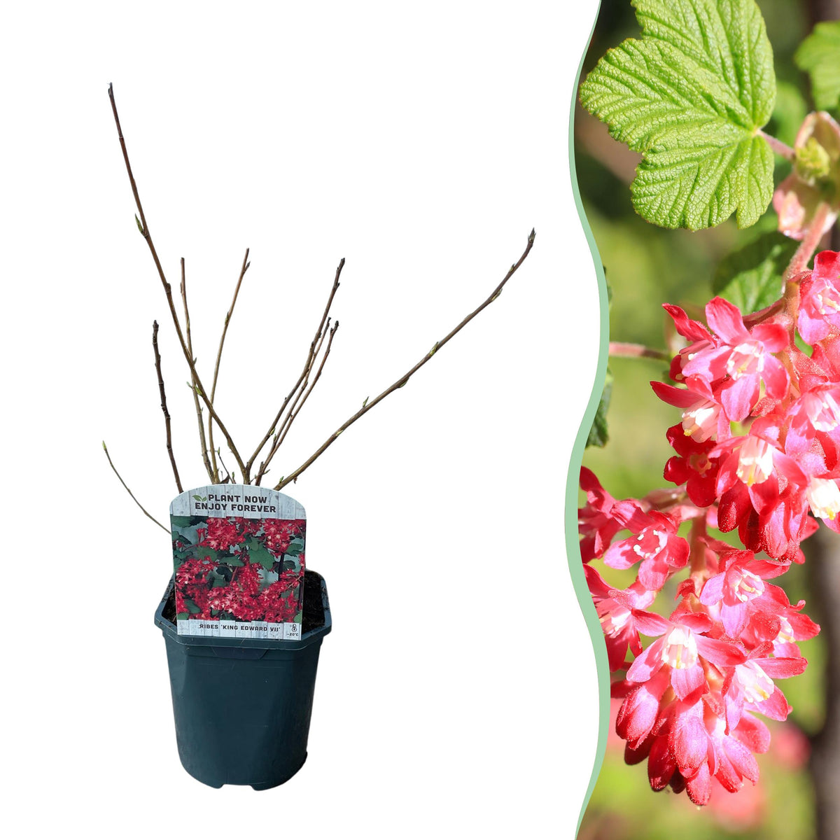 Green boutiQ - Heesters - Deutzia Gracilis