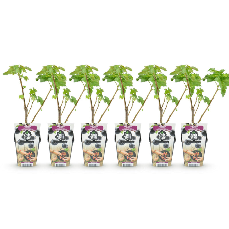 Green boutiQ - Fruitplanten - Zwarte Bes - Ribes nigrum Titania - Winterhard - 6 Planten - Pot 9 cm - Zwarte Bes
