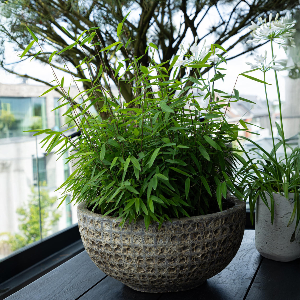 Green boutiQ - Bamboe - Fargesia rufa - Groen - 2 Planten - Bladhoudend - Niet Woekerend- Pot 17cm Hoogte 60cm