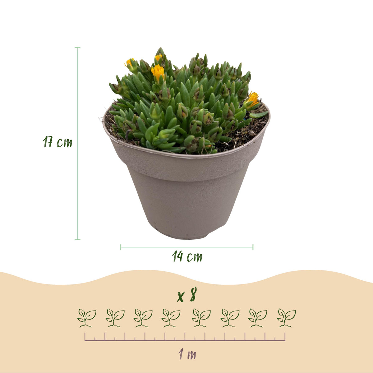Green boutiQ - Bodembekker - Winterhard - Delosperma - 4 Planten - Kleuren Rood - Geel - Paars - Roze - Weinig Onderhoud - Pot 14 Hoogte 17