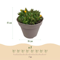 Green boutiQ - Bodembekker - Winterhard - Delosperma - 4 Planten - Kleuren Rood - Geel - Paars - Roze - Weinig Onderhoud - Pot 14 Hoogte 17