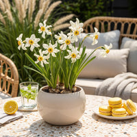 Green boutiQ - Bloembollen - Narcis Recurvus - Kleur Wit - 10 stuks - Bolmaat 12/14 - XXL Pack