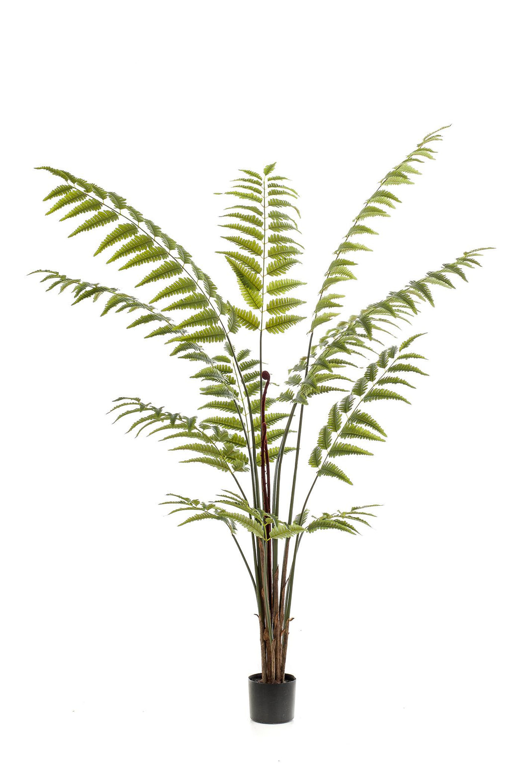 Plante artificielle - Rumohra Adiantiformis - Fougère de cuir - 180 cm