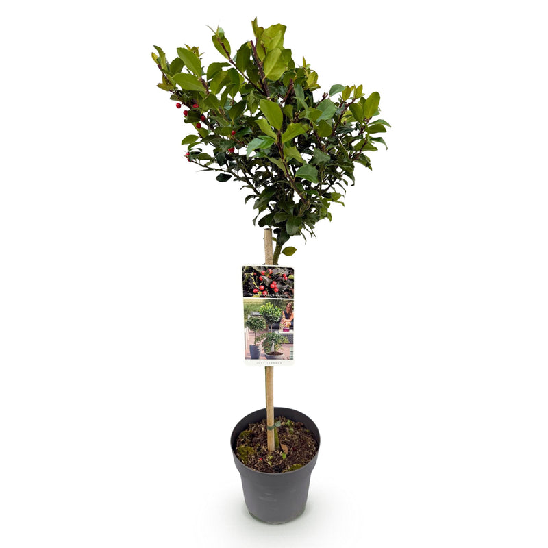 Green boutiQ - Plant op Stam - Ilex meserveae Blue Maid - Terras Plant - Bladhoudend - Winterhard - Rode Bes - Pot 19cm Hoogte 90cm