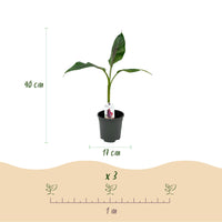 Green boutiQ - Fruitplant - Bananen plant - Musa sikkemensis Red Tiger - Winterhard - 4 planten - Pot 17cm Hoogte 40cm