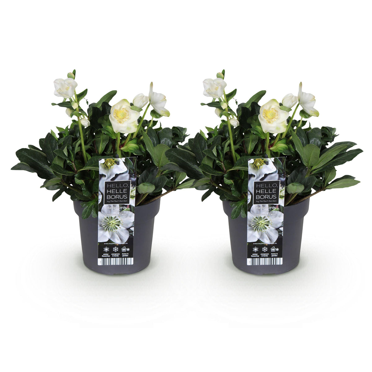 Green boutiQ - Tuinplant - Kerstroos - Helleborus Christmas Carol  - Witte Bloem -2 Planten - Groenblijvend - Pot 17cm Hoogte 35cm