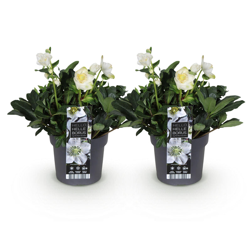 Green boutiQ - Tuinplant - Kerstroos - Helleborus Christmas Carol  - Witte Bloem -2 Planten - Groenblijvend - Pot 17cm Hoogte 35cm